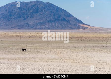 Einsames wildes Pferd auf farbenfrohem Boden und Bergkette im Hintergrund in der Naukluft Wüste, aufgenommen im hellen Licht des späten Frühlings nördlich von Garub, Namibia, AF Stockfoto
