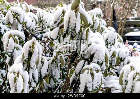 Rhododendron-Busch, der im Winter mit Schnee bedeckt ist. Stockfoto