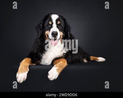 Wunderschöner Senior Berner Sennen Hund, der auf einer Kante liegt. Blick direkt in die Kamera. Isoliert auf schwarzem Hintergrund. Stockfoto