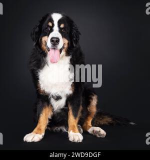 Wunderschöner Senior Berner Sennen Hund, sitzend. Blick direkt in die Kamera. Isoliert auf schwarzem Hintergrund. Stockfoto