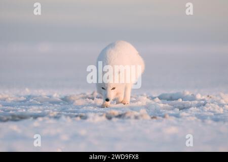 Der polarfuchs Alopex lagopus fängt unter dem Schnee an der arktischen Küste 1002 des ANWR, Beaufort Sea, Alaska, nach Nahrung Stockfoto