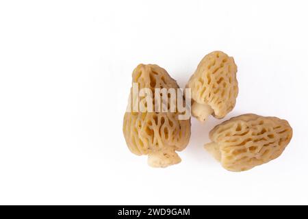 Frisch gepflückte Morchel-Pilze gereinigt und auf weißem Hintergrund platziert Stockfoto