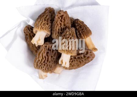 Frisch gepflückte Morchel-Pilze gereinigt und auf weißem Hintergrund platziert Stockfoto