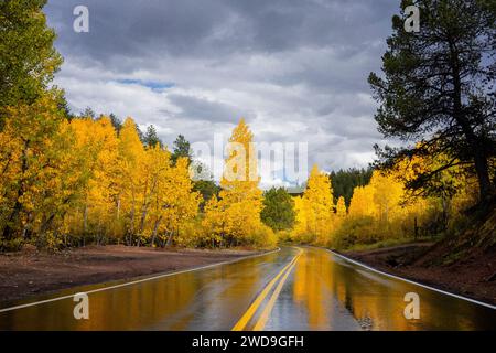 Auf einer malerischen Straße in New Mexico wechselten die Aspenbäume im Wald ihre Farbe, und das Gewitter am Nachmittag hinterließ wunderschöne Wasserreflexionen auf der Straße. Stockfoto