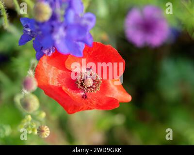 Mohn und andere unbekannte Wildblumen blühen glücklich auf einem Feld in der Nähe von Richardson, Texas. Beste Zeit des Jahres in Texas. Stockfoto