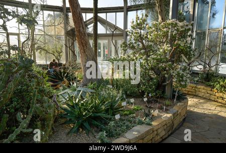 Gewächshaus Afrikanische Sukkulenten, Botanischer Garten, Lichterfelde, Steglitz-Zehlendorf, Berlin, Deutschland Stockfoto