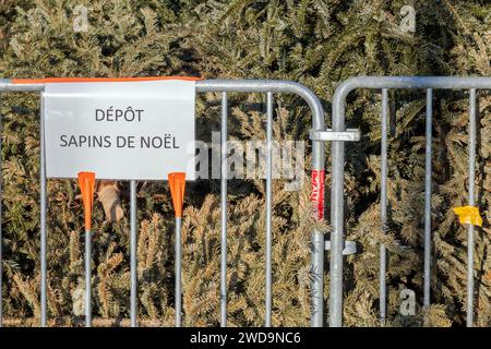 Der Weihnachtsbaumpark diente dazu, die Nadelbäume der Dorfbewohner zu sammeln, um wertgeschätzt und recycelt zu werden. Display: Weihnachtsbaumdepot Stockfoto