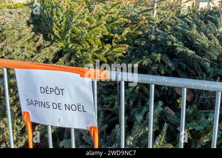 Der Weihnachtsbaumpark diente dazu, die Nadelbäume der Dorfbewohner zu sammeln, um wertgeschätzt und recycelt zu werden. Display: Weihnachtsbaumdepot Stockfoto