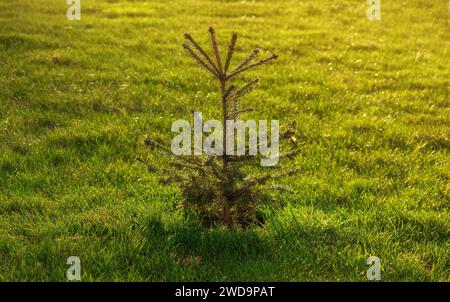 Junge Tanne, die bei Sonnenuntergang auf einem grünen Rasen wächst. Ziergarten. Gartenkonzept. Stockfoto