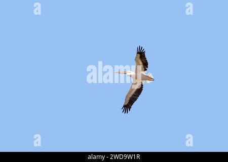 Großer weißer Pelikan, Pelecanus onocrotalus, fliegt gegen einen klaren blauen Himmel. Amboseli-Nationalpark, Kenia. Stockfoto