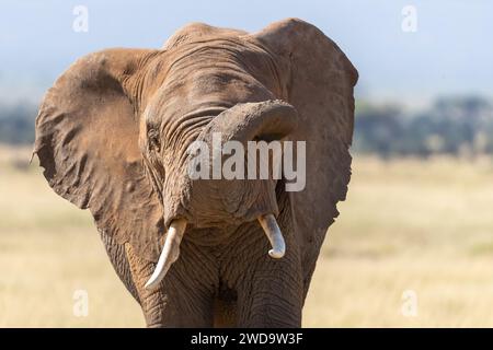 Stier-Elefant loxodonta africana im Grasland des Amboseli-Nationalparks, Kenia. Vorderansicht Nahaufnahme des Gesichts mit eingerolltem Stamm. Stockfoto