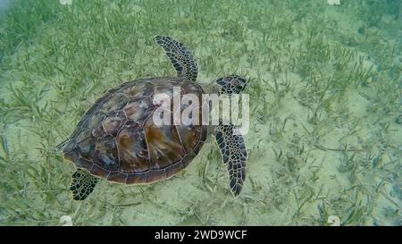 Karettschildkröte, von oben gesehen, schwimmt entlang des Meeresbodens vor der Küste von Key West, Florida, USA Stockfoto