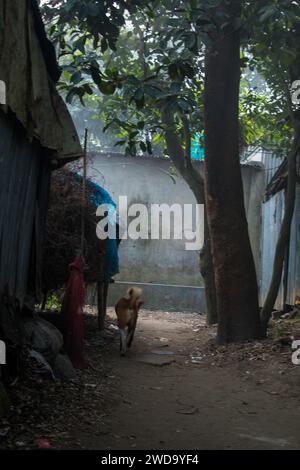 Ein dicht nebeliger Winterdorfmorgen. Dieses Bild wurde am 19. Januar 2014 aus Keraniganj in Bangladesch aufgenommen Stockfoto