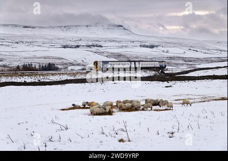 Ein Leeds-Carlisle-Sprinter-Personenzug passiert den Pen-y-ghent Gipfel im schneebedeckten Ribblesdale im Yorkshire Dales National Park. Schafe Winterfutter von Heu im Vordergrundfeld. Quelle: John Bentley/Alamy Live News Stockfoto