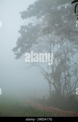 Ein dicht nebeliger Winterdorfmorgen. Dieses Bild wurde am 19. Januar 2014 aus Keraniganj in Bangladesch aufgenommen Stockfoto