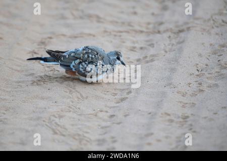 Namaqua-Taube (Oena capensis), ein Individuum im unreifen Gefieder Stockfoto