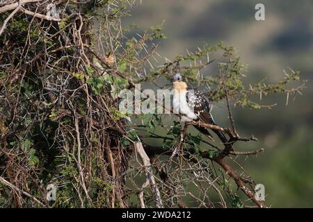 Großer gepunkteter Kuckuck (Clamator glandarius) Stockfoto