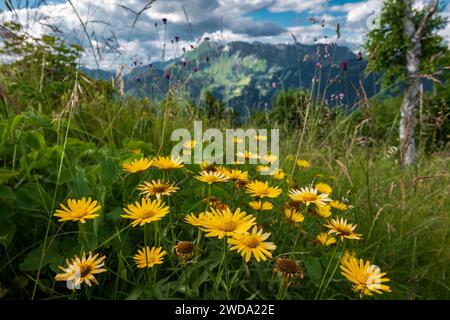 Gelbe Alpenblumen auf der grünen Almwiese mit Bergkette im Hintergrund. Außenbereich Stockfoto