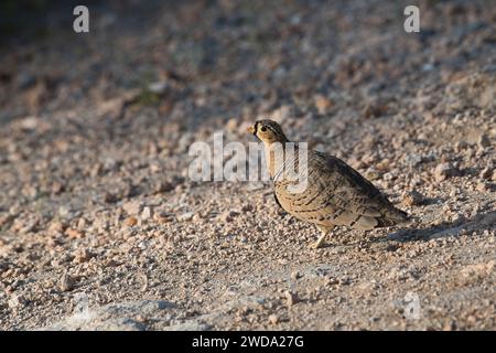 Männliches Schwarzhühnchen (Pterocles decoratus) Stockfoto