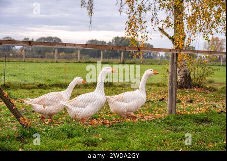 Gänse im einem Gehege im Donaumoos. Bayern Deutschland *** Gänse in einem Gehege in Donaumoos Bayern Deutschland Stockfoto