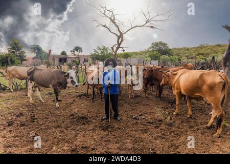 Ein alter Bauer, der sein Vieh am späten Nachmittag in den Kraal hütet, Dorf in Südafrika Stockfoto