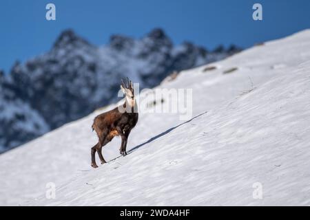 AlpenGämse (Rupicapra rupicapra), die auf einem steilen schneebedeckten Hang in herrlicher Winterlandschaft mit schneebedeckten Bergen im Hintergrund stehen, Alpen M Stockfoto