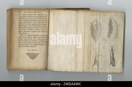 Medizin, Buch und Zeichnung der Anatomie auf Papier in antikem, alteingesessenem oder altem Wissenschaftslehrbuch mit Wissen. Archiv, Abbildung und Diagramm auf Stockfoto