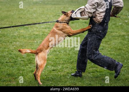 Belgischer Malinois-Hund, der Beiß- und Verteidigungsarbeit mit Polizeihundeführer macht. Tiergehorsamstraining Stockfoto