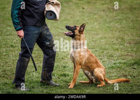 Tiergehorsamstraining. Der belgische Malinois-Hund macht Bissen- und Verteidigungsarbeiten mit dem Hundeführer der Polizei Stockfoto