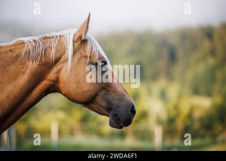 Palomino Pferd auf der Weide auf der Ranch. Tierkopfporträt Stockfoto