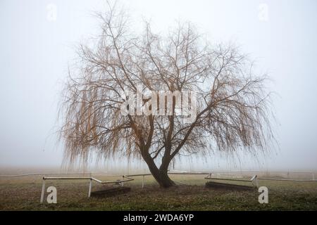 Einsamer Weidenbaum im Nebel auf einer einsamen Weide. Neblig kaltes Wetter in der Natur Stockfoto