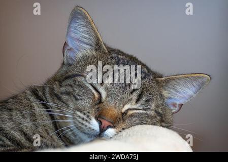 Süßes verschlafenes Kätzchen, Porträt einer bunten Katze Stockfoto