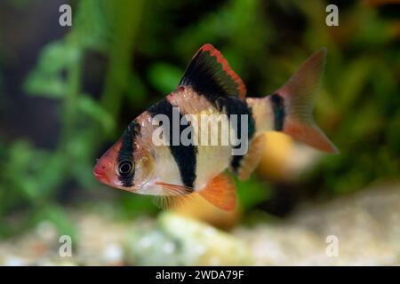 Männliche Tigerbarbe im Süßwassertank (Barbus tetrazona) Stockfoto