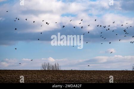 Eine Herde von Krähen, manchmal auch Mord an Krähen genannt, an einem Wintertag in Worcestershire, England. Stockfoto