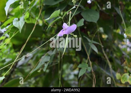 Unter dem Bild einer hängenden, violetten, gemischten, lavendelblauen Blüte, die sich aus einer Schmetterlingserbse (Centrosema virginianum) zusammensetzt Stockfoto