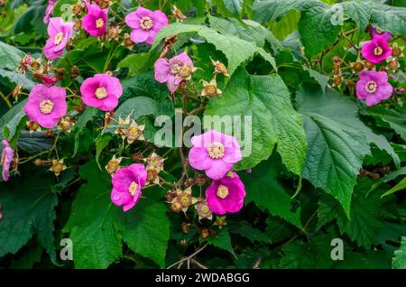 Blühende Rubus odoratus-Pflanze (Purple-blended Himbeere oder Virginia Himbeere) mit rosa violetten Blüten und Blättern sehen aus wie Ahorn aus der Nähe Stockfoto