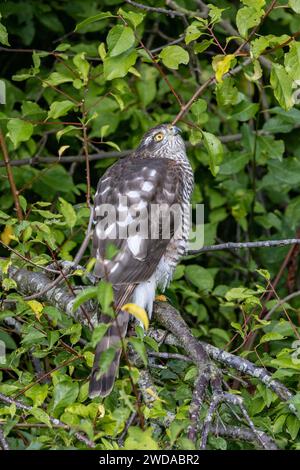 Eurasischer Sparrowhawk – Accipiter nisus – thront in einem Pflaumenbaum. East Anglia. Stockfoto