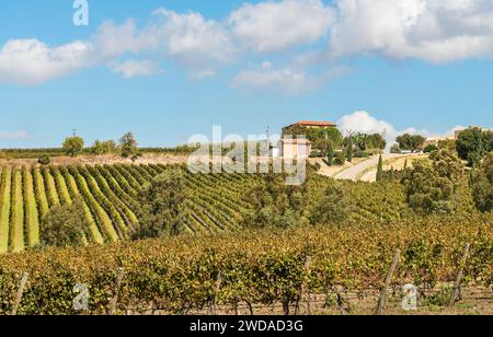 Landschaft Siziliens mit den Weinbergen des Campobello di Licata in der Provinz Agrigento, Italien Stockfoto