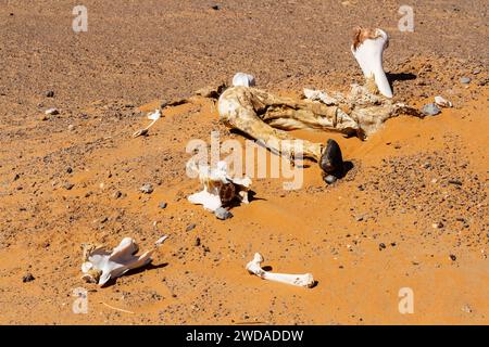 Weiße, sonnengebackene Knochen eines Kamels in der Wüste nahe der Erg Chebbi Dünen. Marokko, Afrika Stockfoto