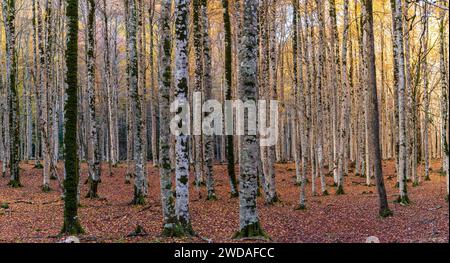 Junge Buche, Ordesa i Monte Perdido Nationalpark, Provinz Huesca, Aragon Stockfoto