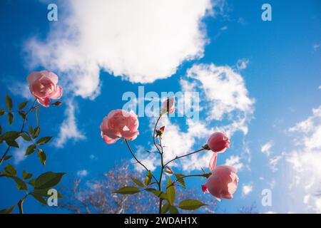 Rosafarbene Knospen duftender Rose Hüfttee Rosen wachsen auf einem Busch, frische Blütenblätter vor einem blauen Himmel. Frühlingsgartenblumen. Gartenbau, Blumenzucht-Konzept. Stockfoto