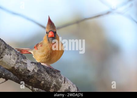 Kleiner Kardinalvogel, der bei Tageslicht auf Baumzweig thront Stockfoto