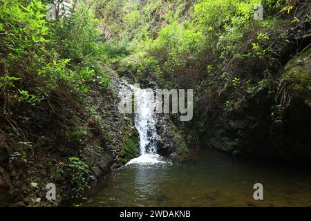 Doramas Rural Park liegt im Norden von Gran Canaria, Kanarische Insel Stockfoto