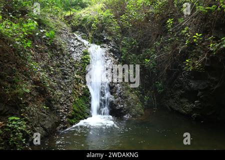 Doramas Rural Park liegt im Norden von Gran Canaria, Kanarische Insel Stockfoto