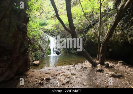 Doramas Rural Park liegt im Norden von Gran Canaria, Kanarische Insel Stockfoto