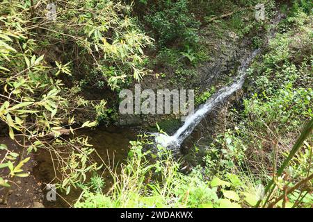 Doramas Rural Park liegt im Norden von Gran Canaria, Kanarische Insel Stockfoto