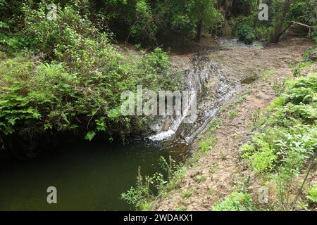 Doramas Rural Park liegt im Norden von Gran Canaria, Kanarische Insel Stockfoto