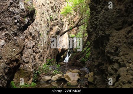 Doramas Rural Park liegt im Norden von Gran Canaria, Kanarische Insel Stockfoto