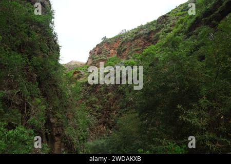 Doramas Rural Park liegt im Norden von Gran Canaria, Kanarische Insel Stockfoto