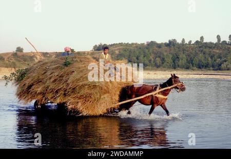 Vrancea County, Rumänien, ca. 1995. Einheimische in einem Pferdewagen mit Heu, der den Fluss Putna überquert. Stockfoto